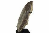 Ankylosaur (Zuul) Osteoderm with Stand - Judith River Formation #382550-3